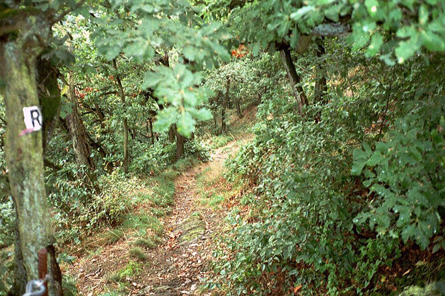 Rheinhoehenweg