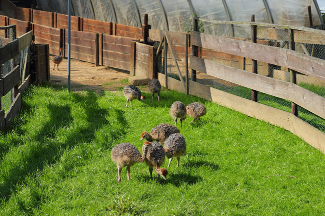 Straussenfarm Gemarkenhof 01