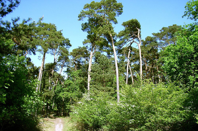 Lennebergwald 3