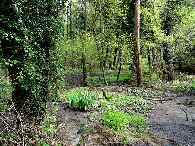 Naturpark Rhein Westerwald Breitbach in Rheinbreitbach fd 9